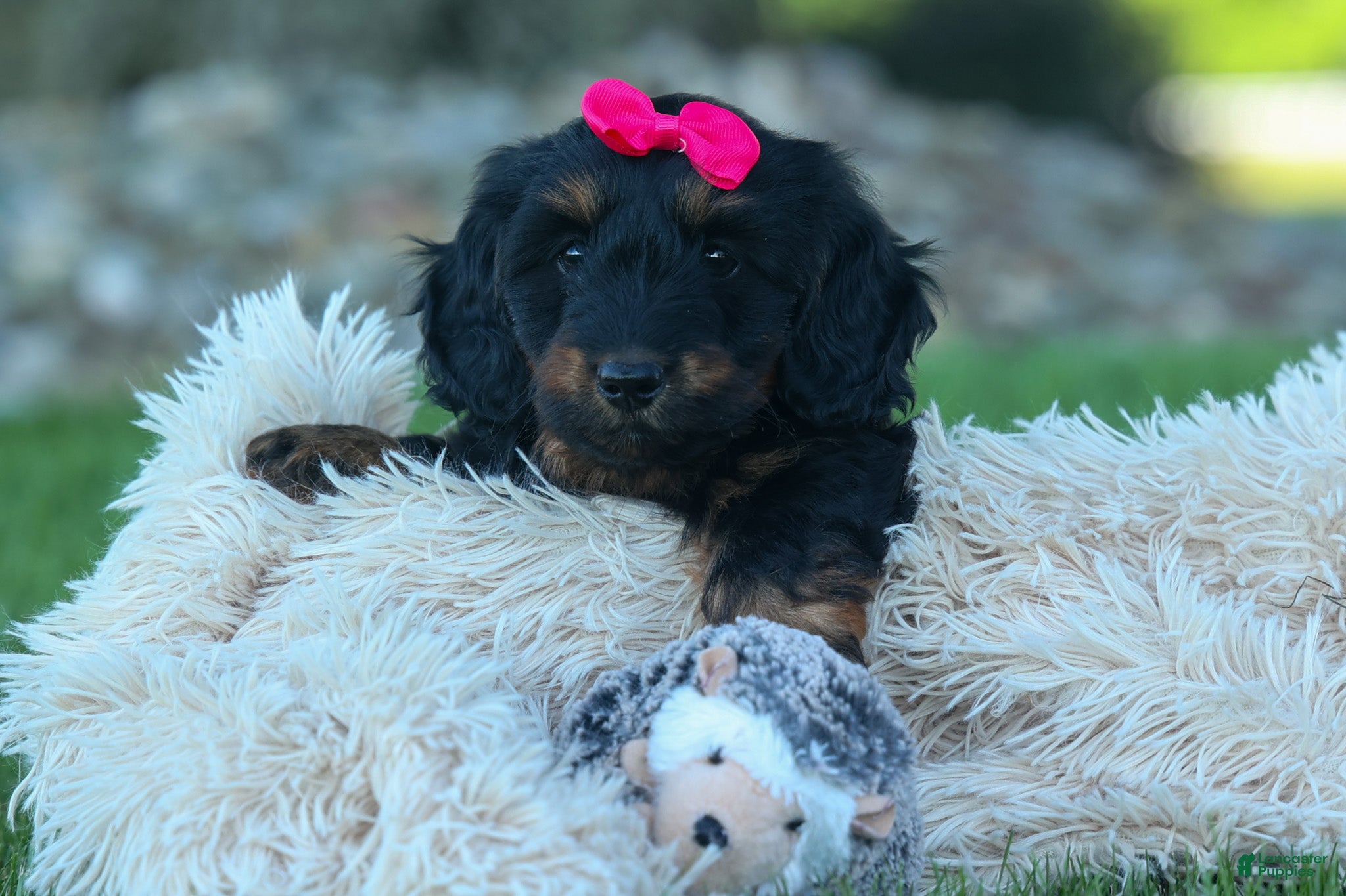 Miniature Dachshund dogs for sale: Honey 🐾❤️ - Ad 3