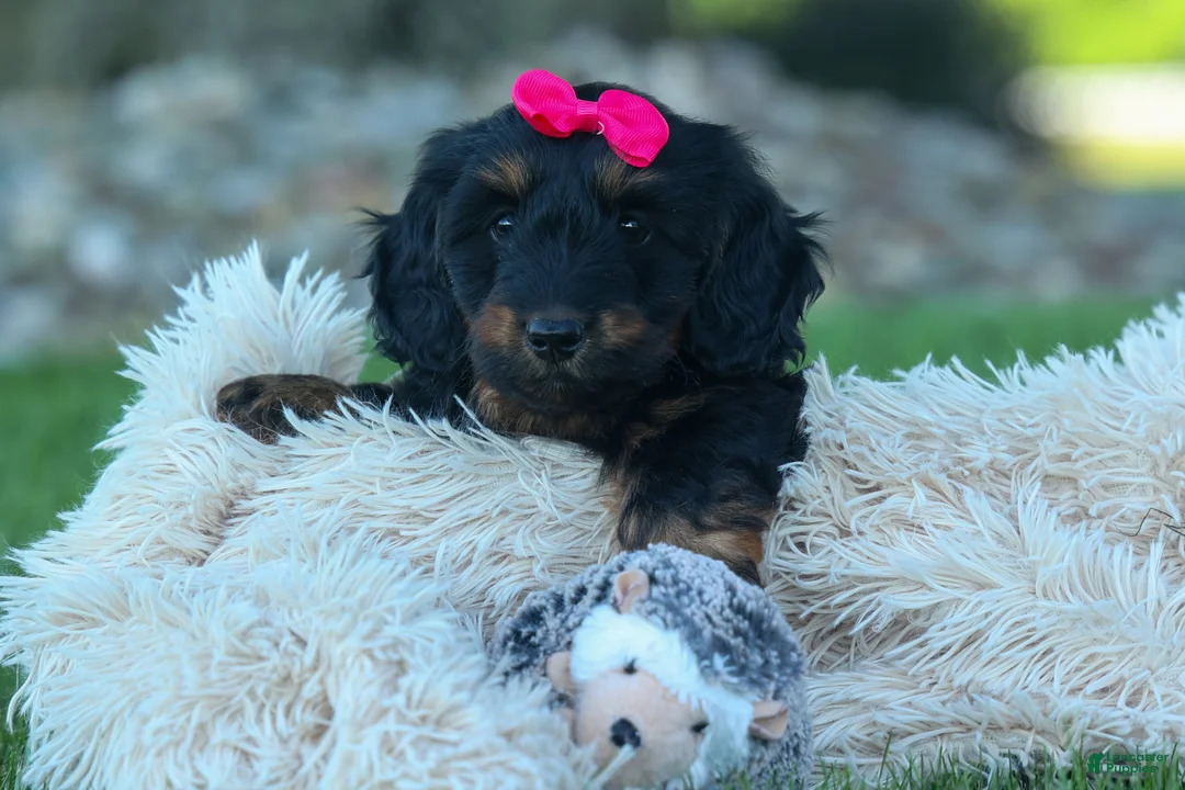 Miniature Dachshund dogs for sale: Honey 🐾❤️ - Ad 1