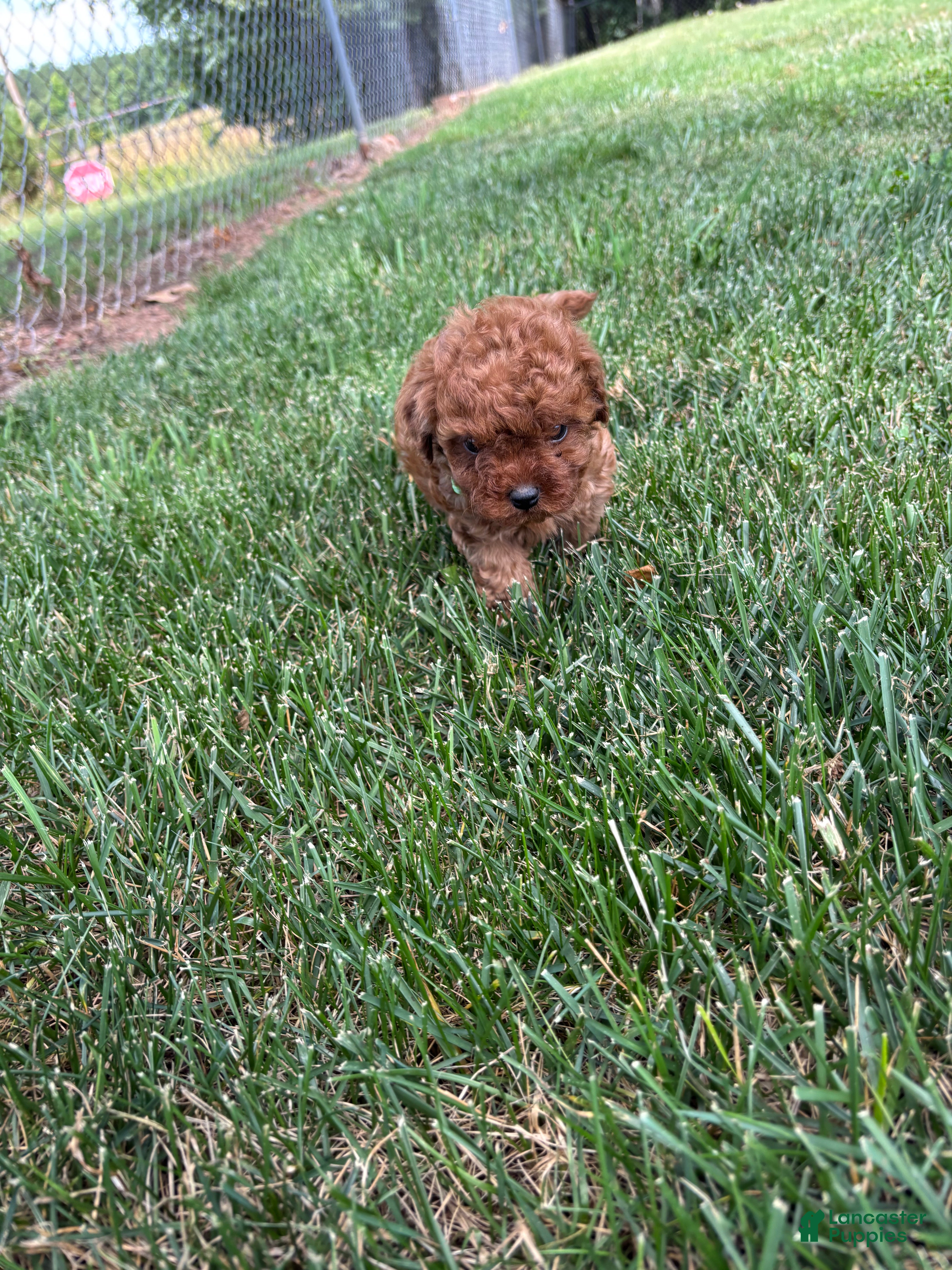 Cavapoo dogs Duke - Ad 2