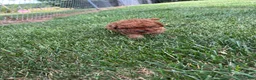 Cavapoo dogs for sale: Duke - Ad 2