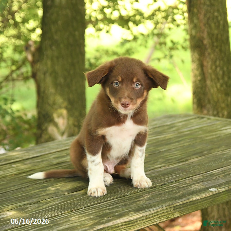 Border Collie dogs Freddie - Ad 1
