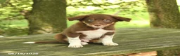 Border Collie dogs for sale: Freddie - Ad 1