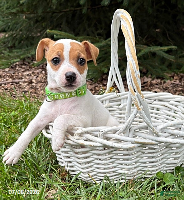 Jack Russell Terrier dogs Tilly - Ad 1