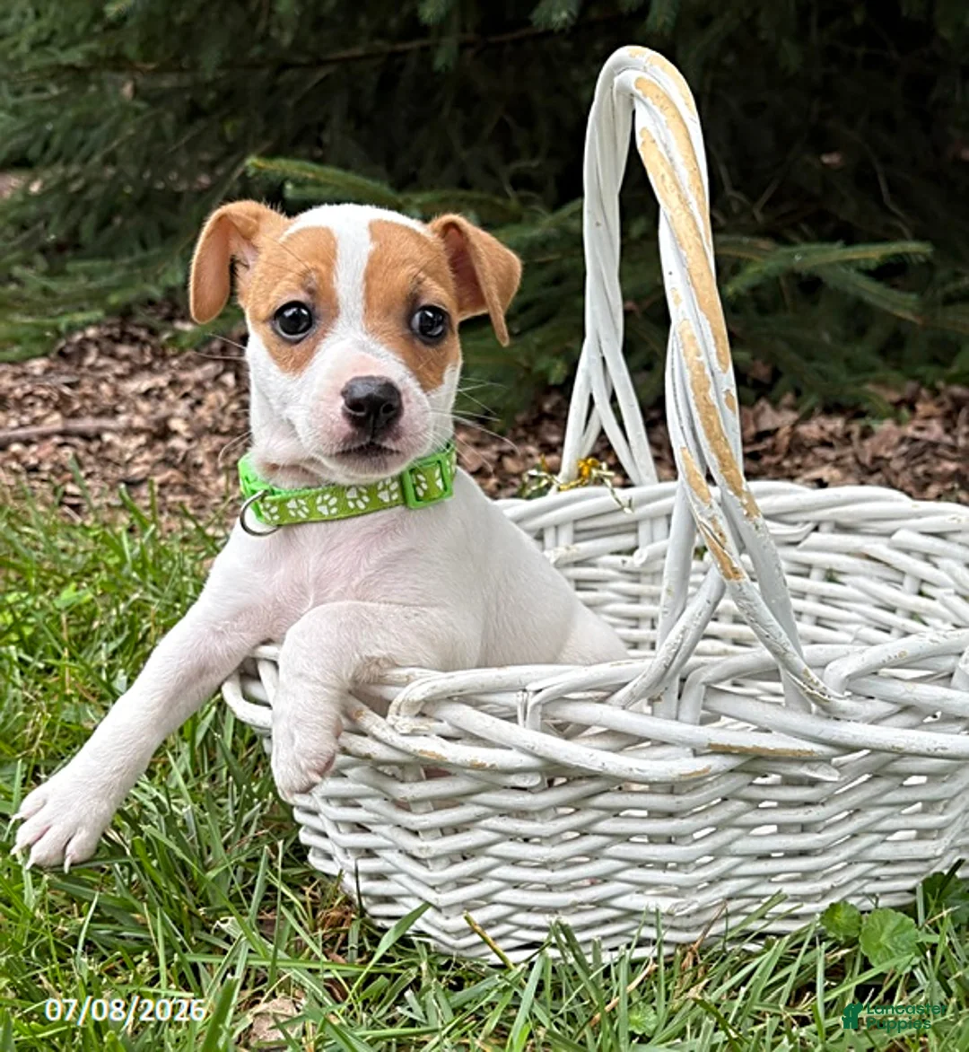 Jack Russell Terrier dogs for sale: Tilly - Ad 1