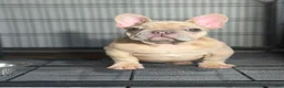 French Bulldog dogs for sale: French Bulldog 1 - Ad 3