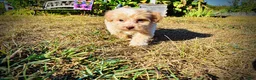 Havapoo dogs for sale: Loki-Sale!!! - Ad 5