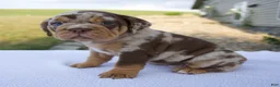 Beabull dogs for sale: Molly - Ad 2