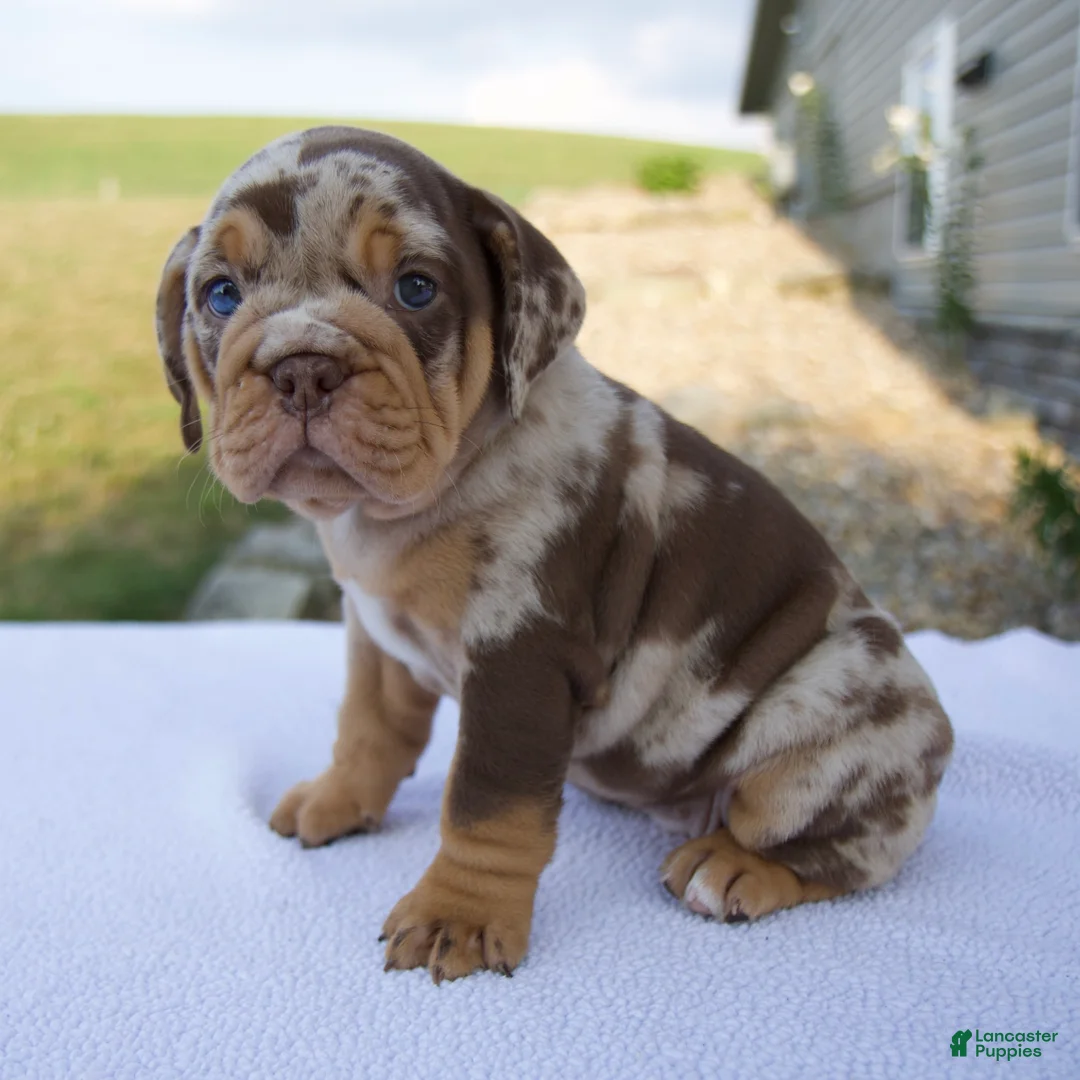 Beabull dogs for sale: Molly - Ad 2