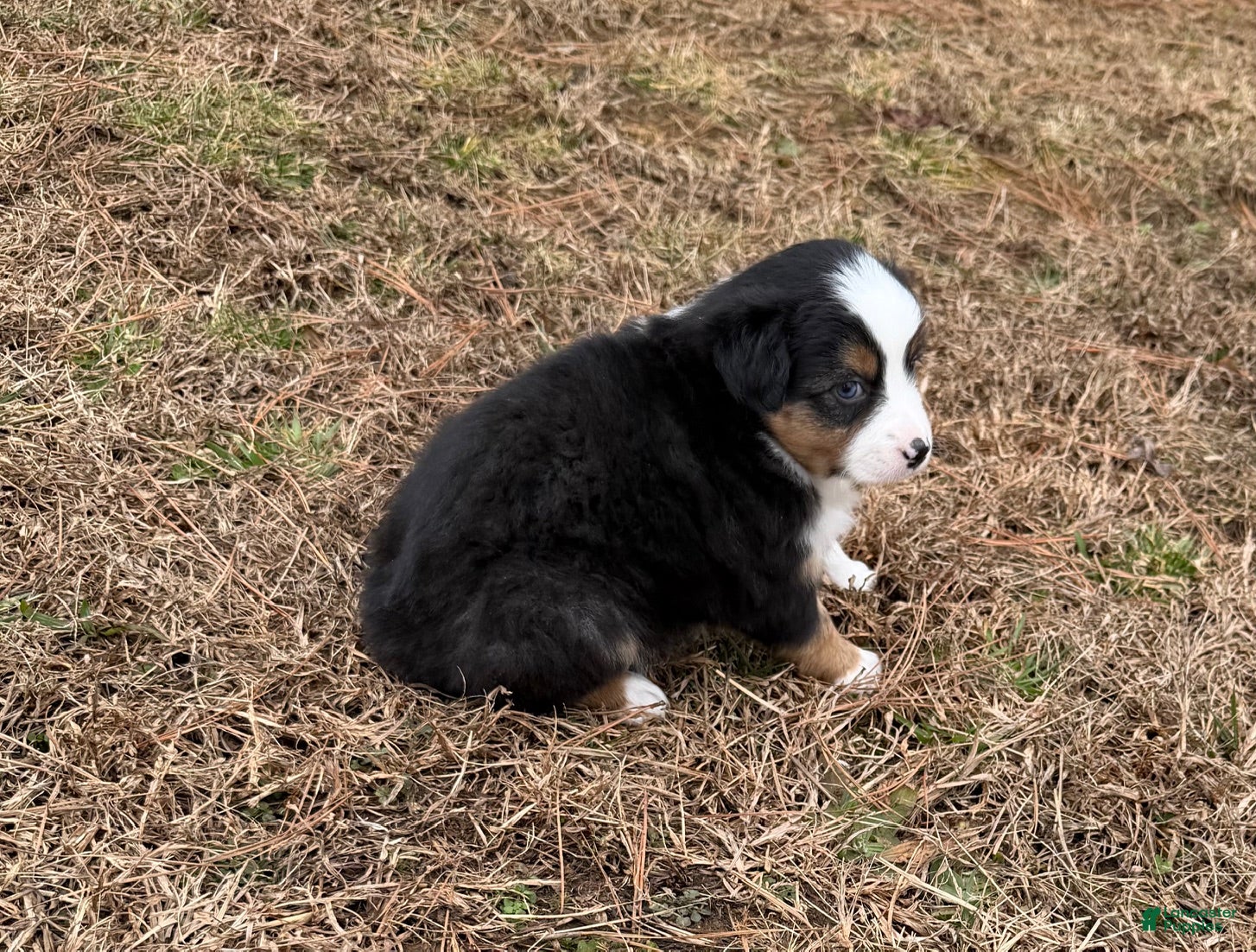 Australian Shepherd dogs Jenny - Ad 1