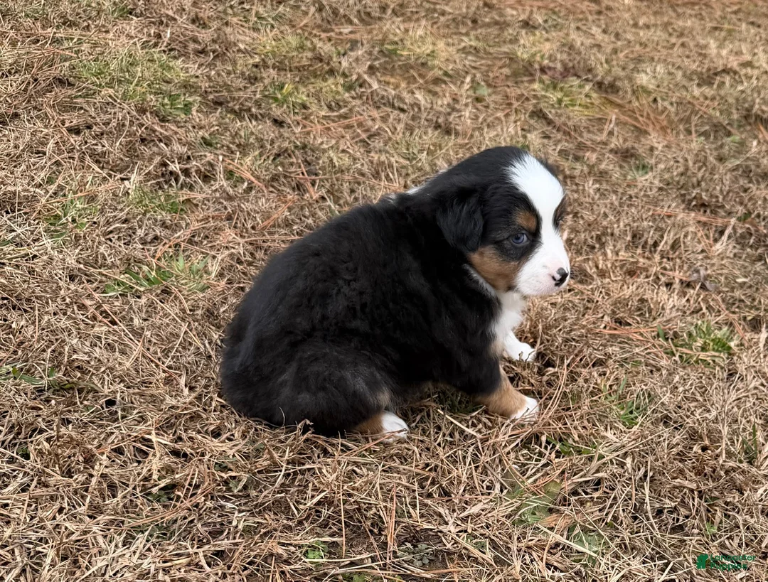 Australian Shepherd dogs for sale: Jenny - Ad 1