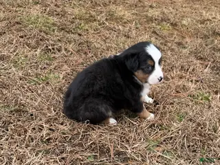 Australian Shepherd dogs for sale: Jenny - Ad 4