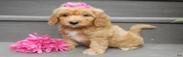 Mini Goldendoodle dogs for sale: Indy - Ad 3