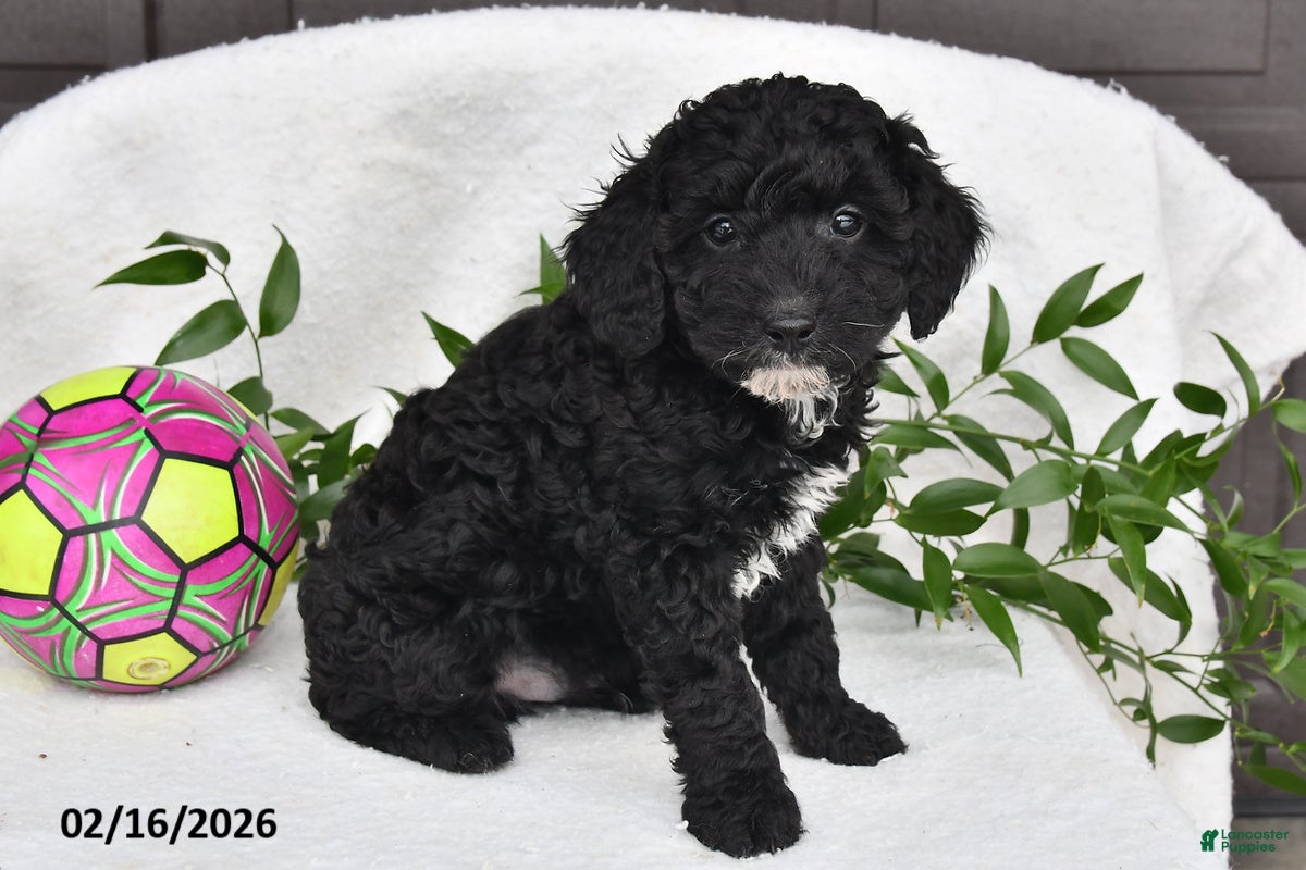 Miniature Poodle dogs Herod - Ad 2
