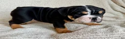 English Bulldog dogs for sale: Nala  - Ad 3