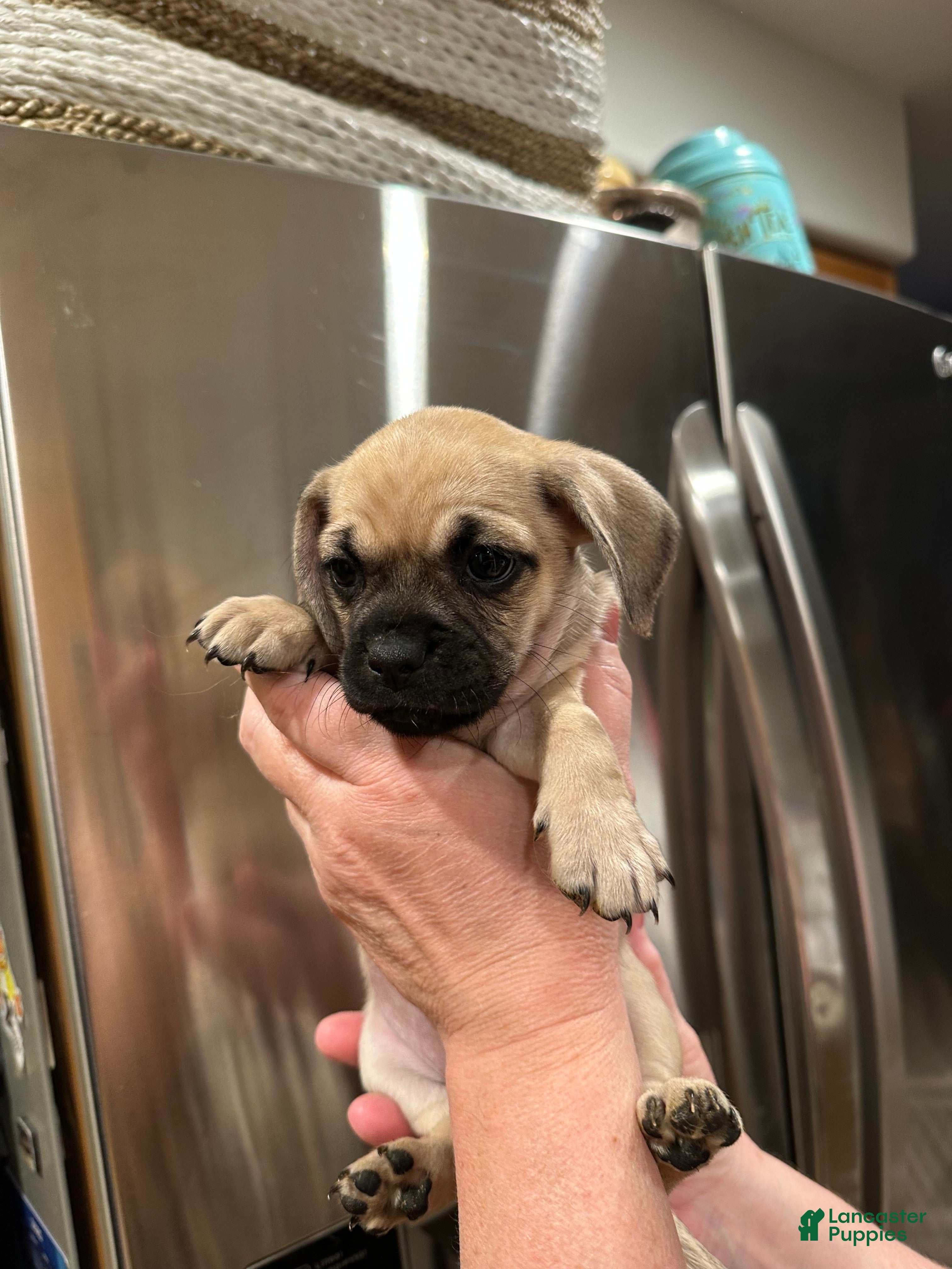 Mixed Breed dogs Mixed Breed Puppy 1 - Ad 22