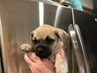 Mixed Breed dogs Mixed Breed Puppy 1 - Ad 18