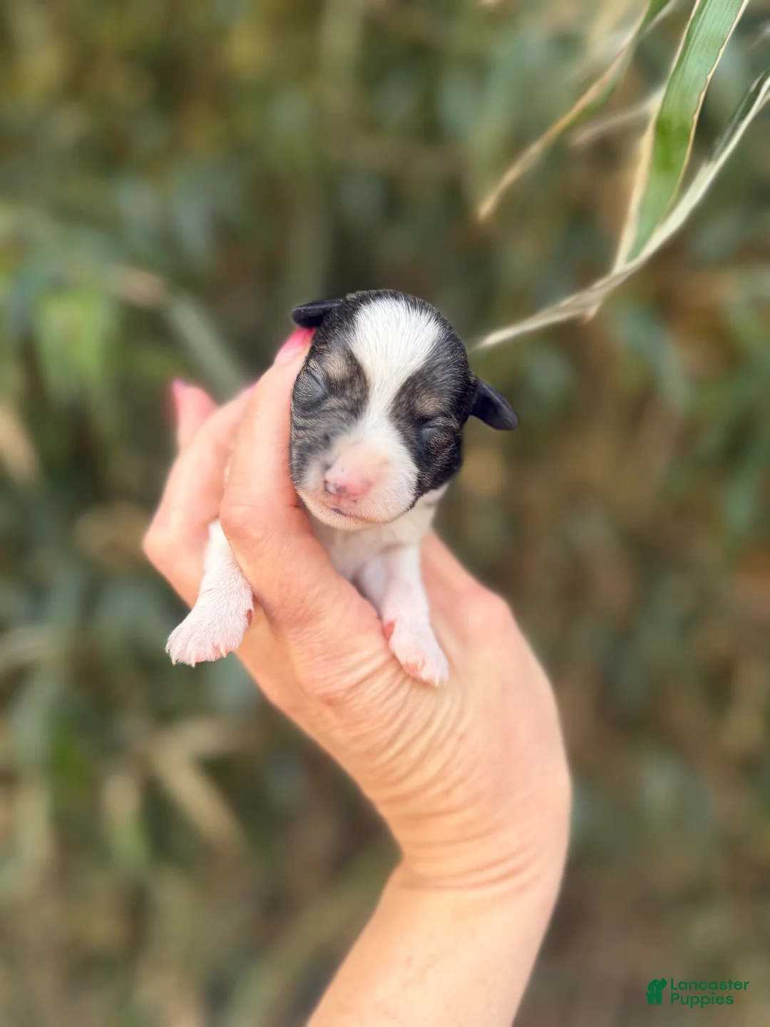 Miniature Schnauzer dogs for sale: Miniature Schnauzer Puppy 2 - Ad 1