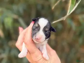 Miniature Schnauzer dogs Miniature Schnauzer Puppy 2 - Ad 22