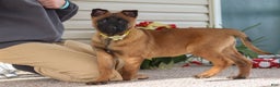Belgian Malinois dogs for sale: Ginger - Ad 5