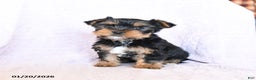 Yorkshire Terrier dogs for sale: Oakley - Ad 1