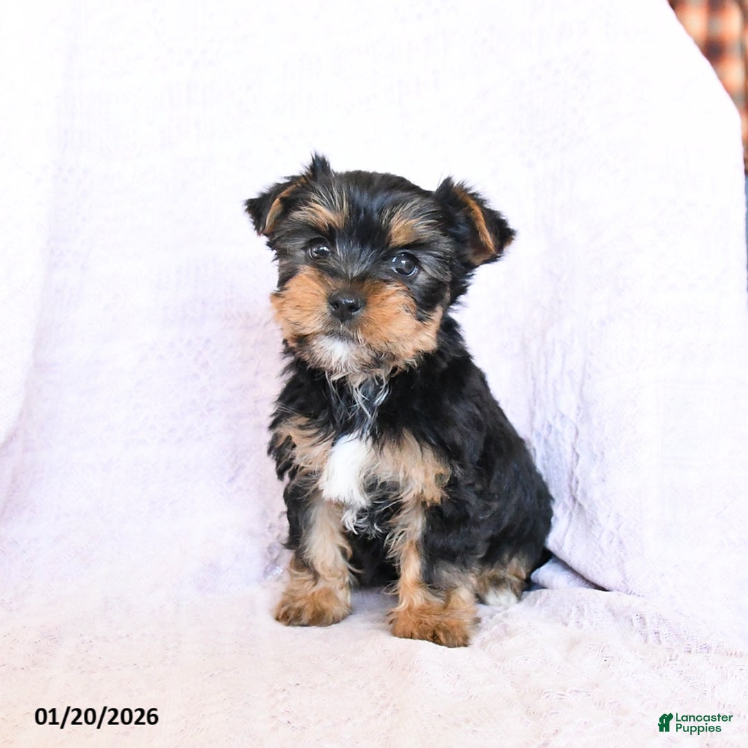Yorkshire Terrier dogs for sale: Oakley - Ad 1