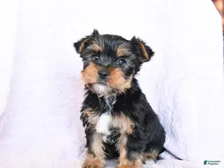 Yorkshire Terrier dogs Oakley - Ad 41