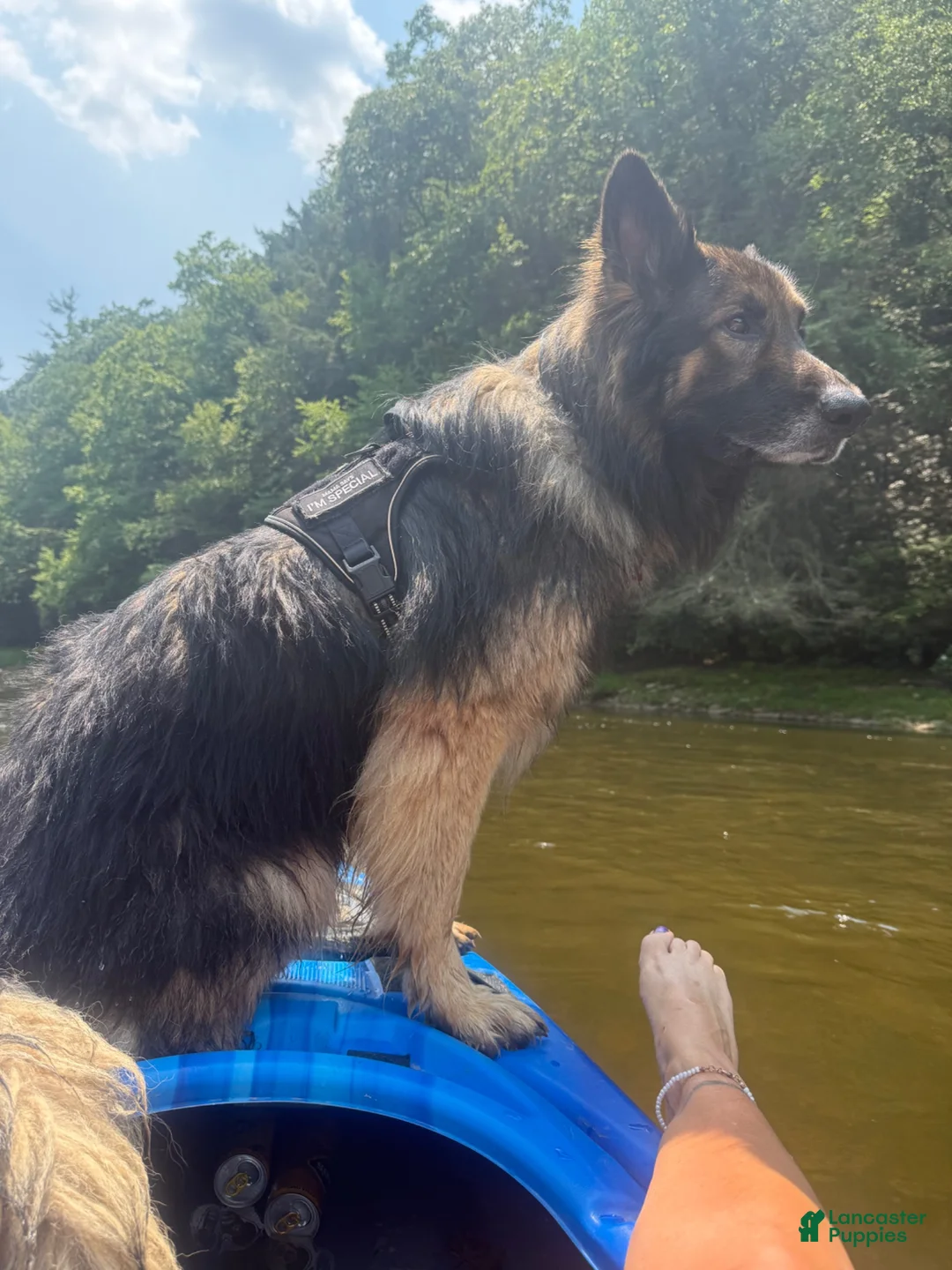 German Shepherd dogs for stud: Long hair german shepherd stud only - Ad 8