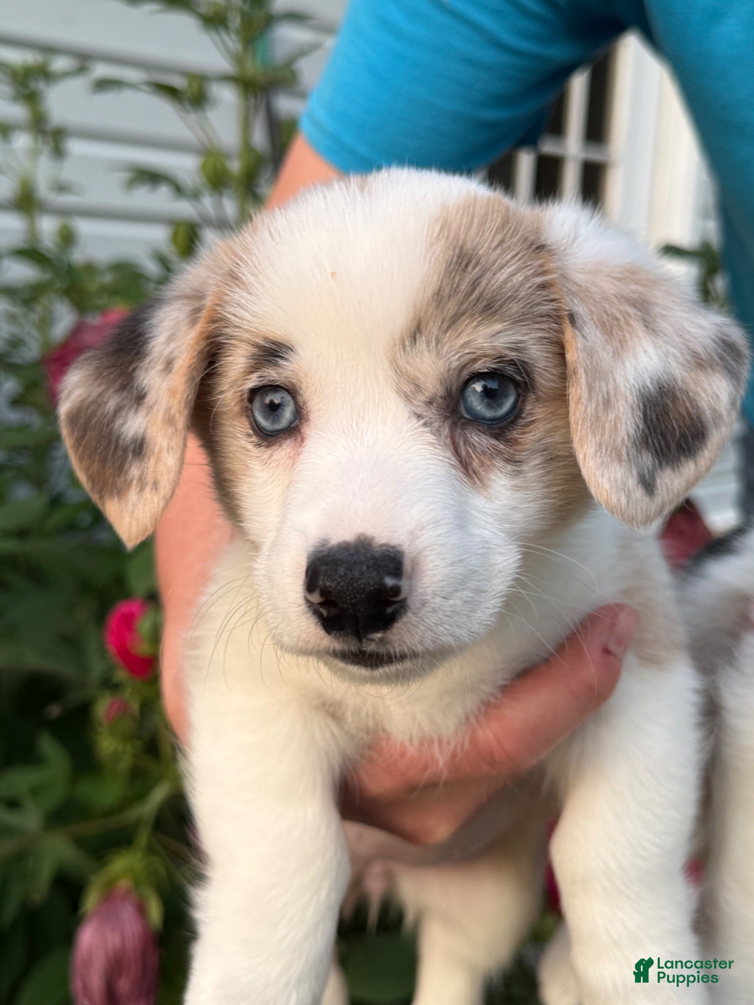 Welsh Corgi Pembroke dogs Welsh Corgi Pembroke 6 - Ad 1