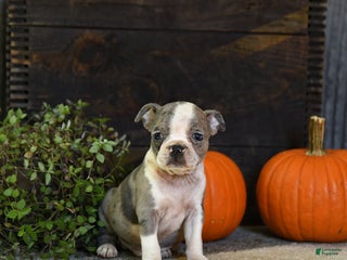 Boston Terrier dogs - Ad 14