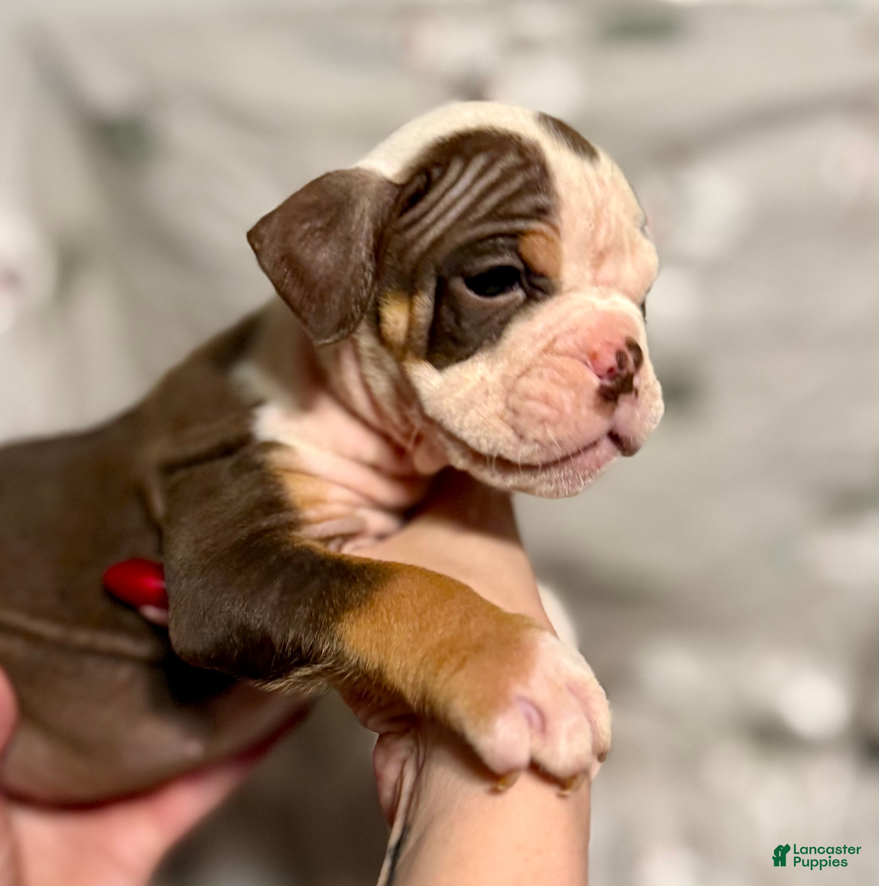 Olde English Bulldogge dogs Kayce - Ad 5