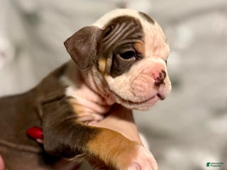 Olde English Bulldogge dogs Kayce - Ad 5