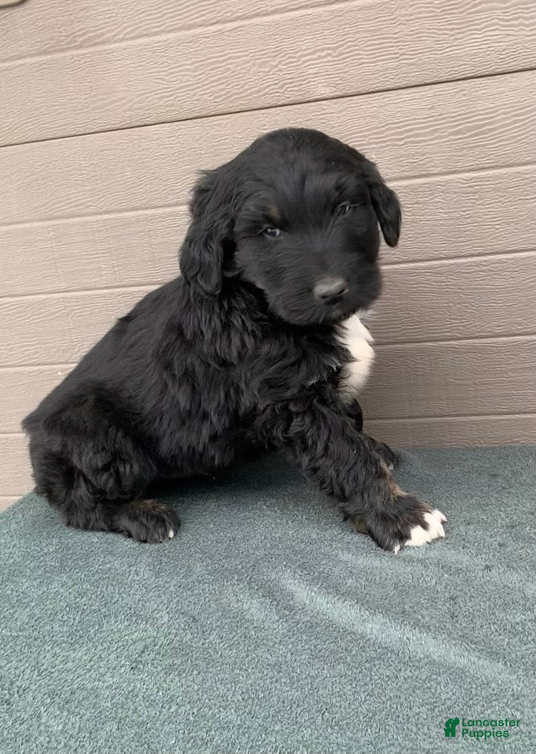 Aussiedoodle dogs for sale: Max - Ad 5