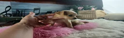 Chihuahua dogs for sale: Autumns fawn girl. Hand Delivery  - Ad 3