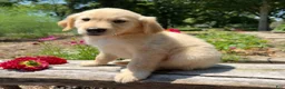 Golden Retriever dogs for sale: Jasper - Ad 8