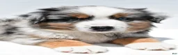 Miniature Australian Shepherd dogs for sale: Joey - Ad 3