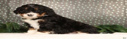 Mini Bernedoodle dogs for sale: Jasper - Ad 1