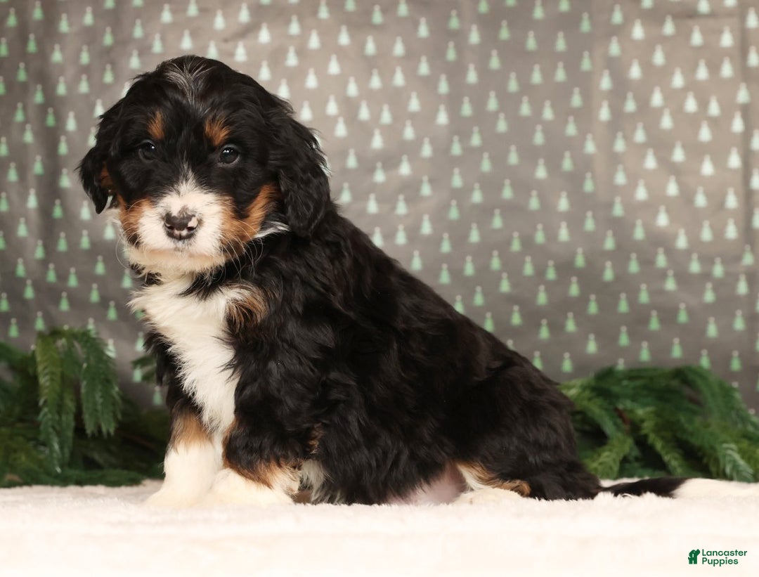 Mini Bernedoodle dogs for sale: Jasper - Ad 1