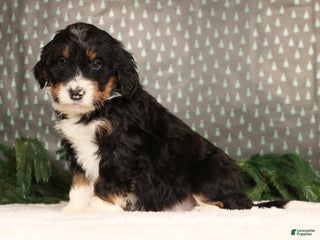 Mini Bernedoodle dogs Jasper - Ad 38