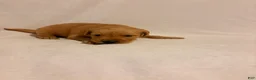 Golden Retriever dogs for sale: Golden Retriever 4 - Ad 3