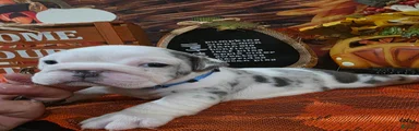 English Bulldog 3