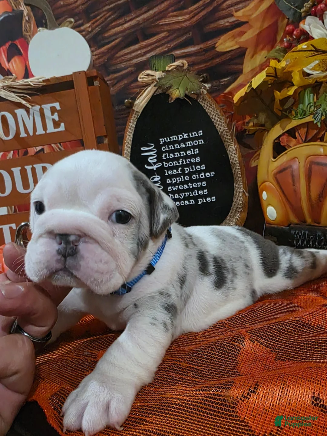 English Bulldog dogs for sale: English Bulldog 3 - Ad 1