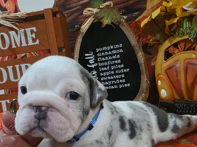 English Bulldog dogs for sale: English Bulldog 3 - Ad 12