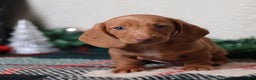 Dachshund dogs for sale: Fritz  - Ad 7
