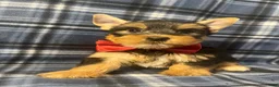Yorkshire Terrier dogs for sale: Yorkshire Terrier 2 - Ad 5