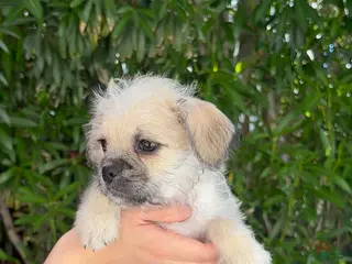 Mixed Breed dogs Nala 🤎 - Ad 34