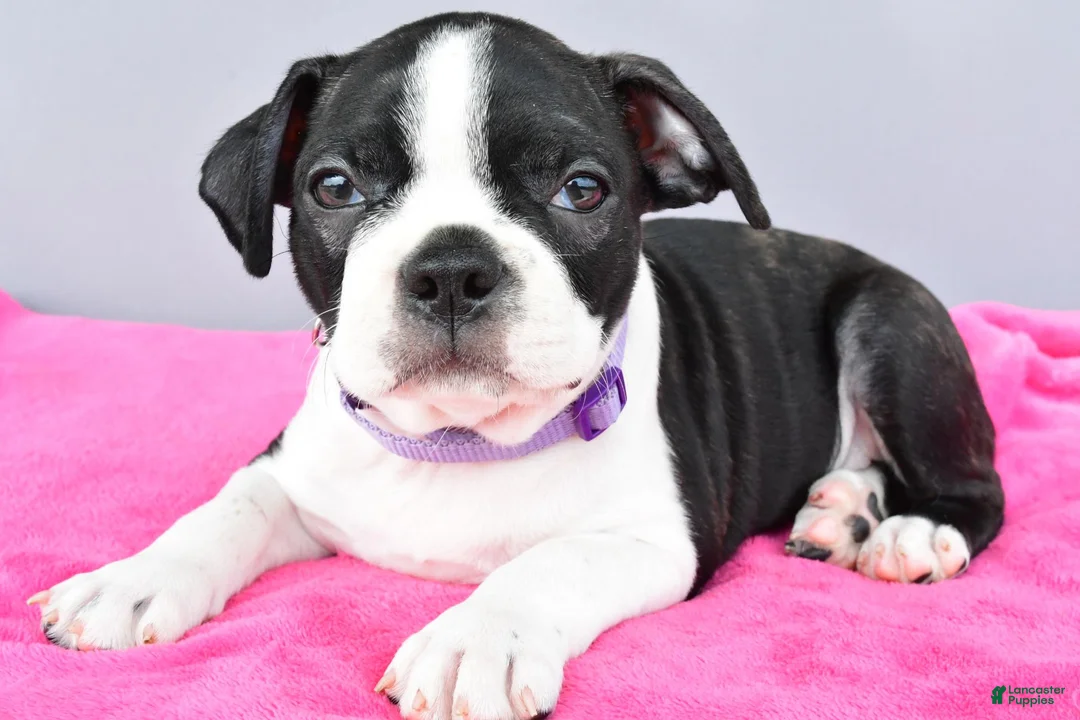Boston Terrier dogs for sale: Sage - Ad 1