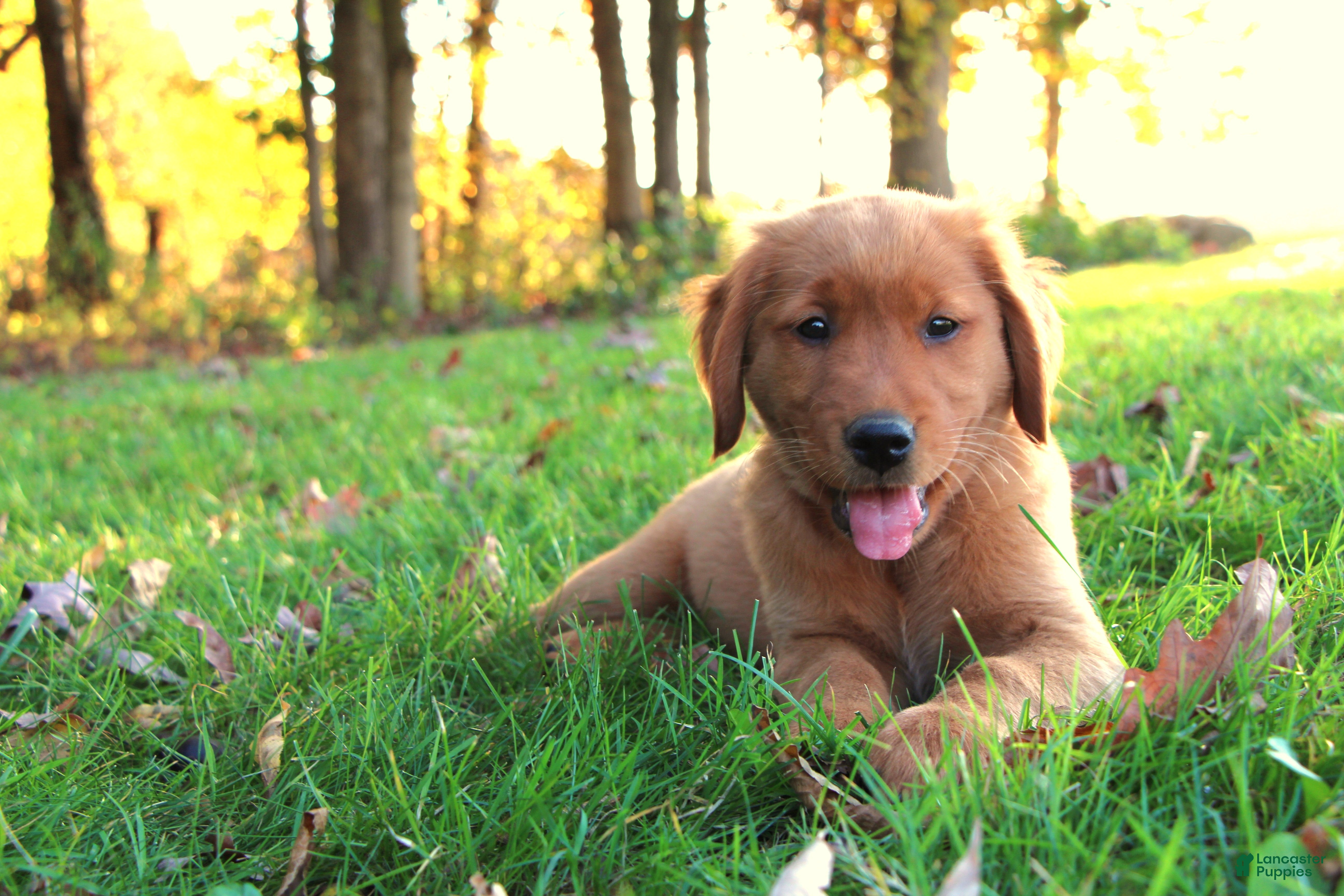 Golden Retriever dogs for sale: Indie - Ad 1