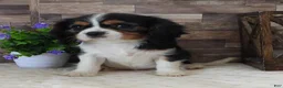 Cavalier King Charles Spaniel dogs for sale: #1 Male (Lulu's) - Ad 2