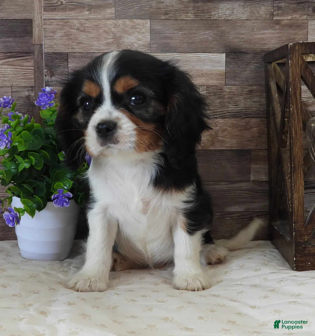 Cavalier King Charles Spaniel dogs for sale: #1 Male (Lulu's) - Ad 2
