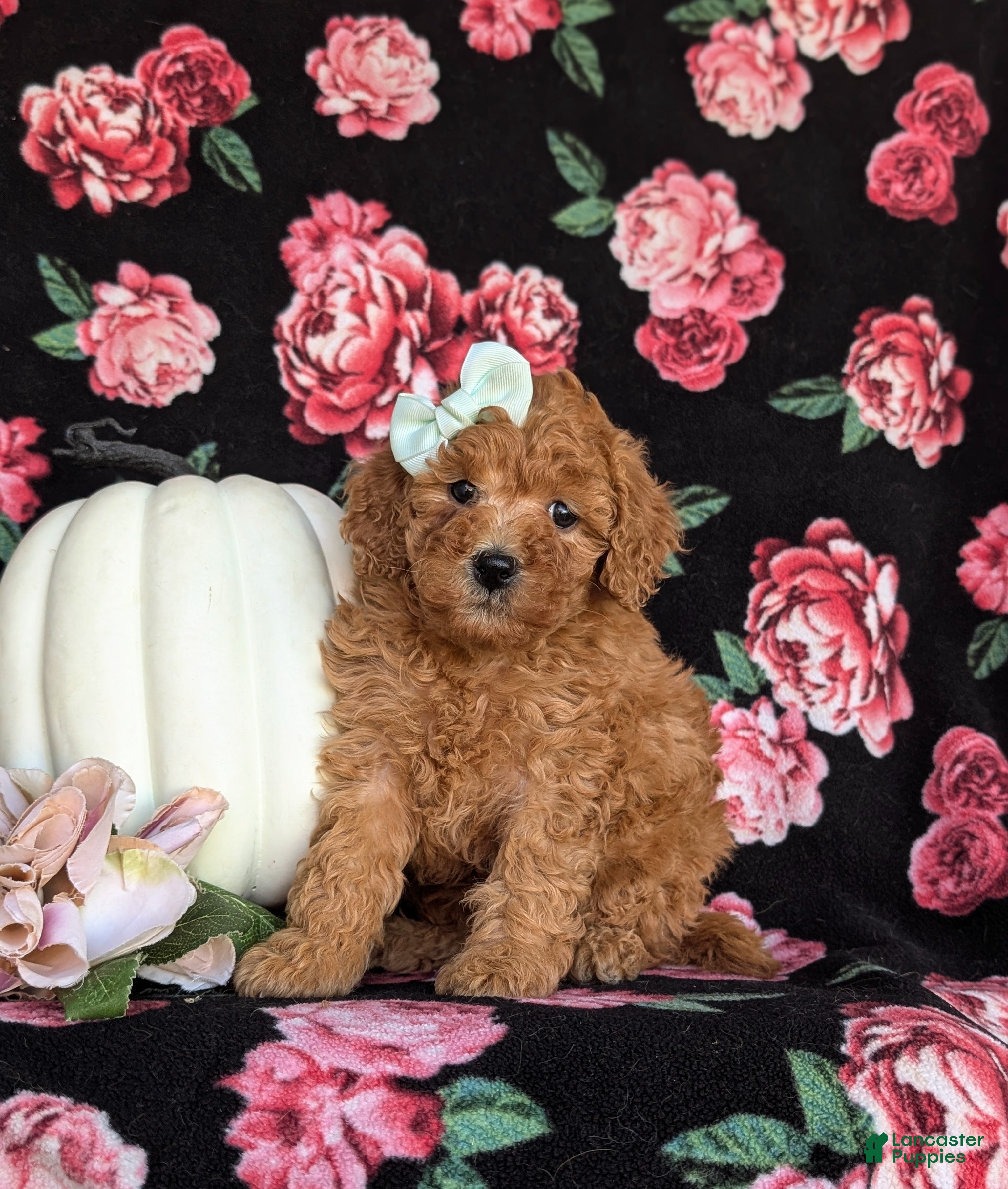 Miniature Labradoodle dogs Stacey Hypoallergenic - Ad 41